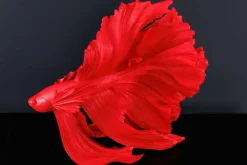 Design Deko Figur Kampffisch CROWNTAIL 65cm rot Betta Fisch Skulptur